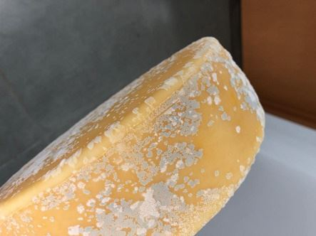 queijo com fungo de bolores e leveduras
