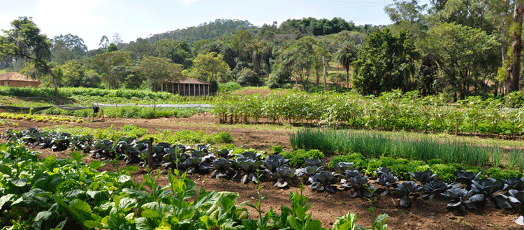 Agroecologia: o que é, como surgiu e qual a importância para a agricultura?