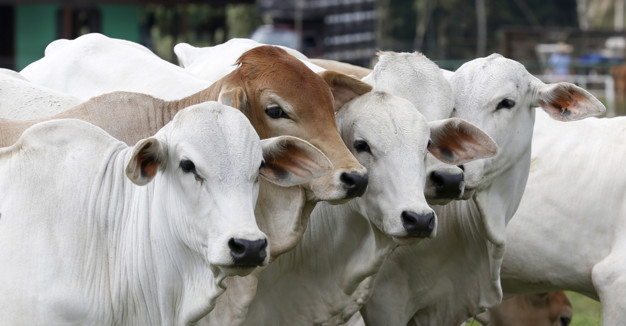 Abate de bovinos: etapas, legislação e definições