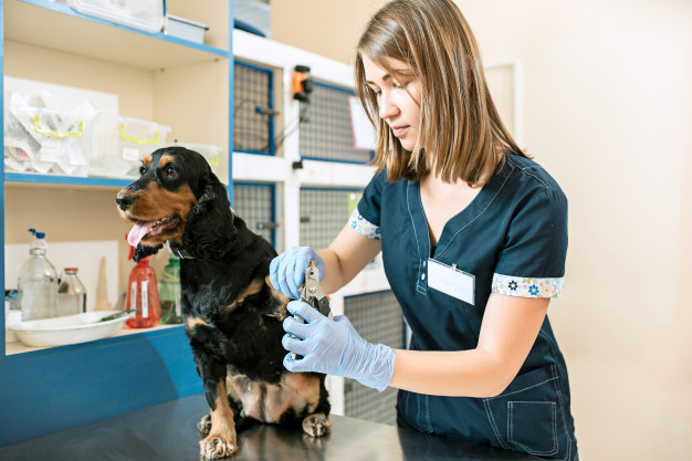 Áreas da medicina veterinária: conheça as principais e suas possibilidades de atuação
