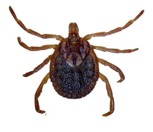 Carrapato Amblyomma cajennense 