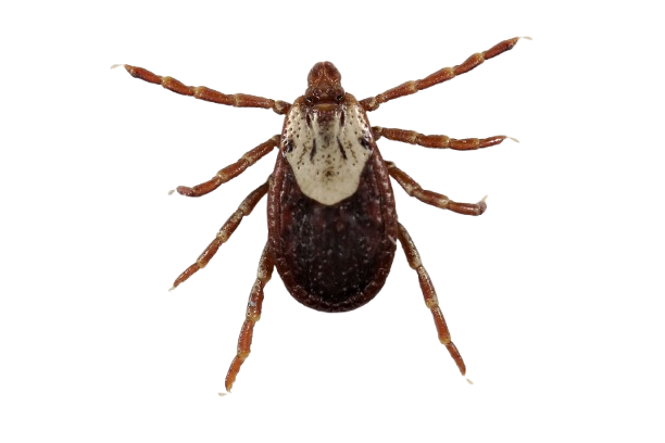 Carrapato Dermacentor nitens