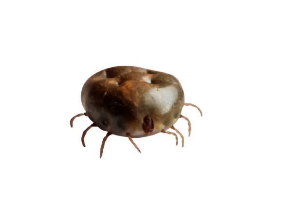 Carrapato Rhipicephalus (Boophilus) microplus