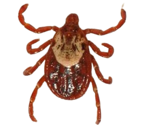 Rhipicephalus sanguineus